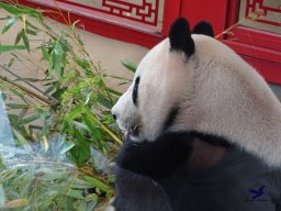 Tiergarten Schönbrunn am 20.10.2025